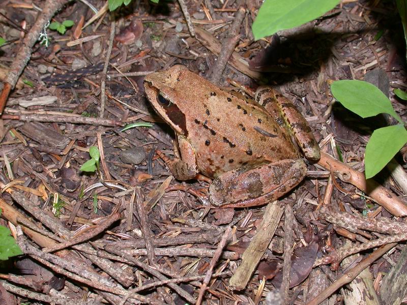 Rana temporaria e Rana dalmatina